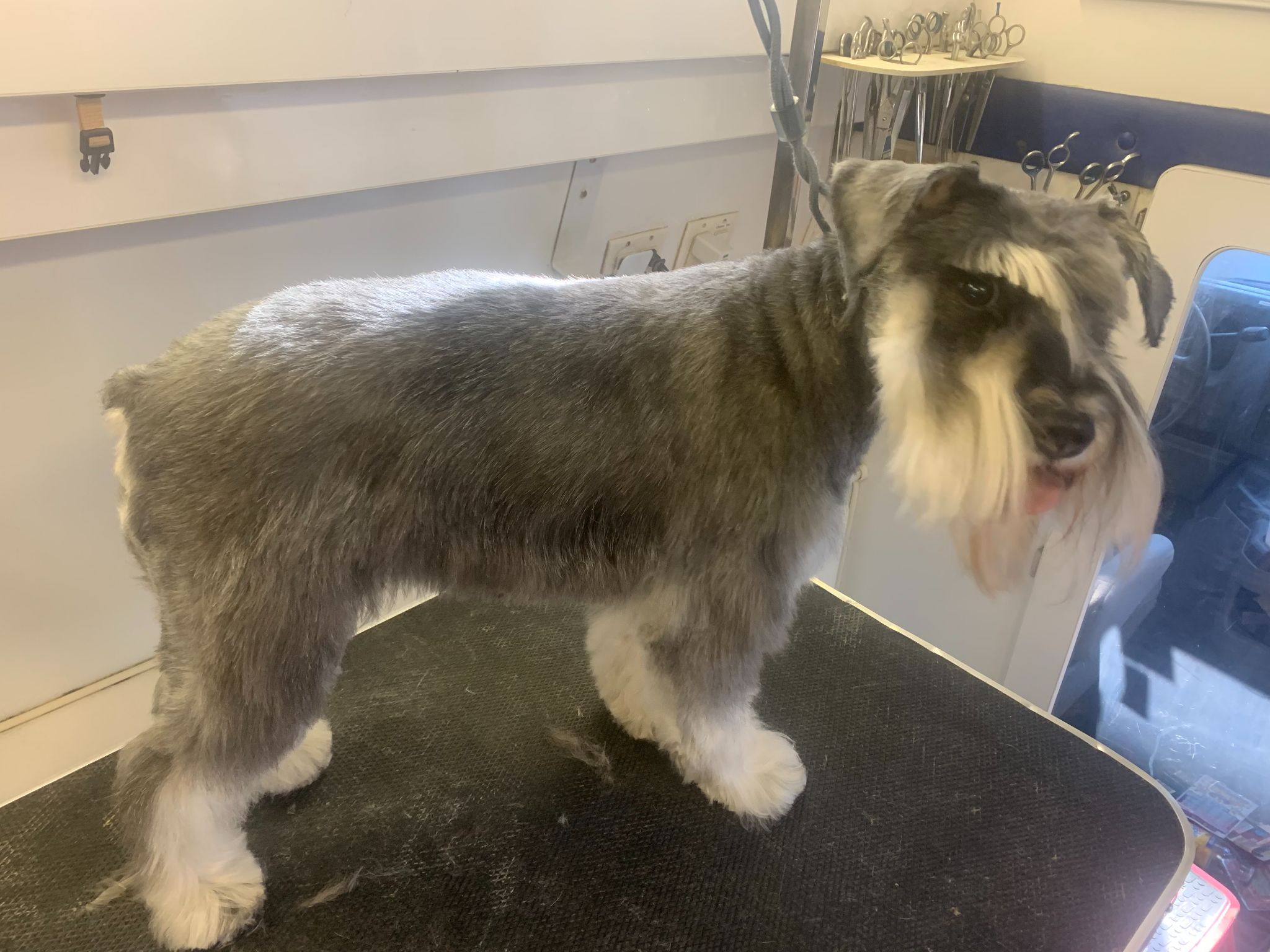 Fluffy gray Schnauzer standing on a grooming table after a full groom