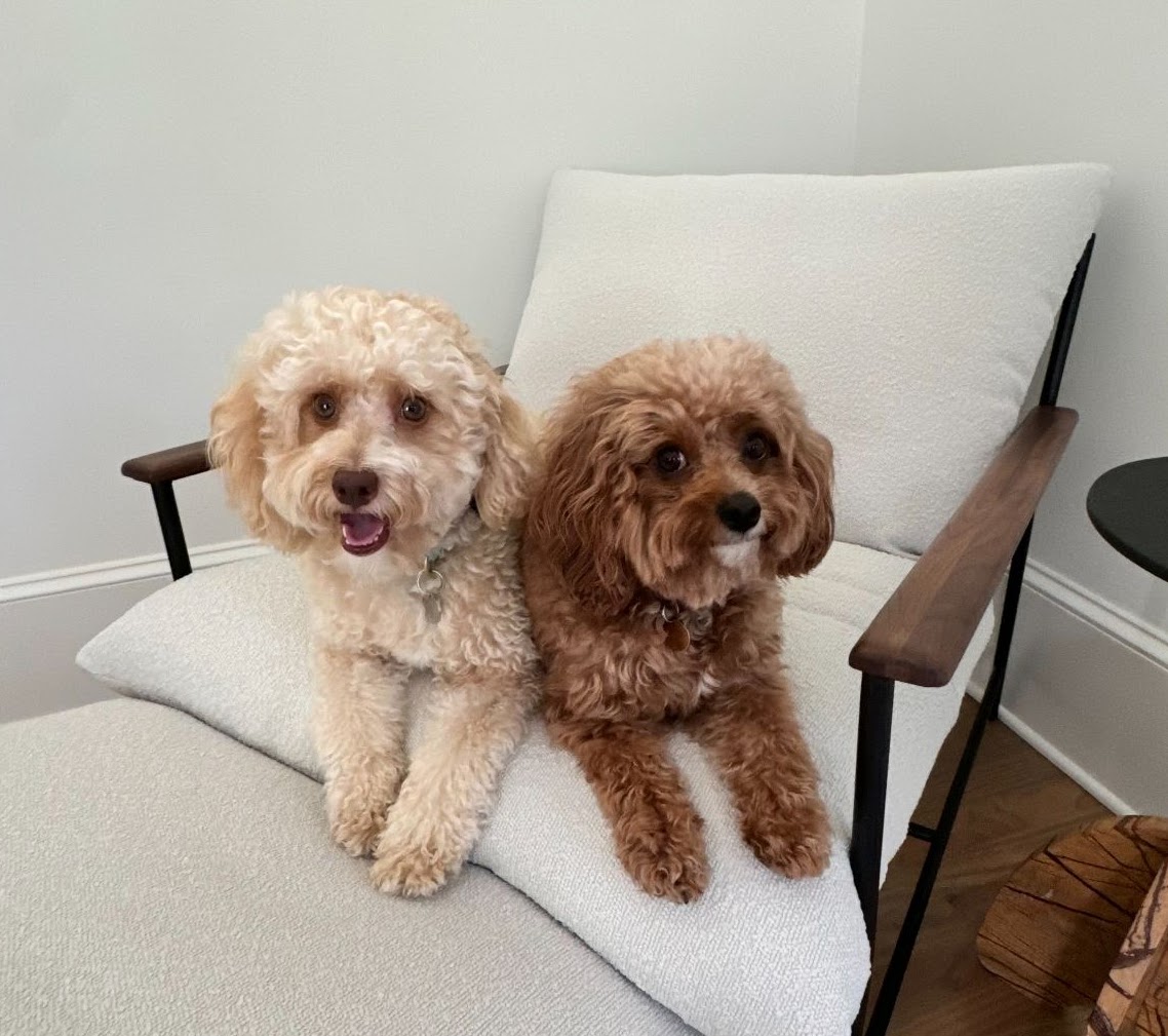 Two adorable small dogs sitting together on a white chair