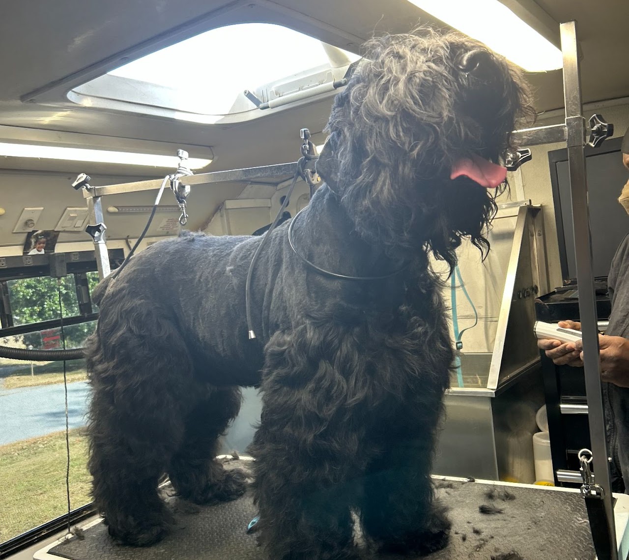 Large black curly-coated dog on a grooming table being prepared for a bath