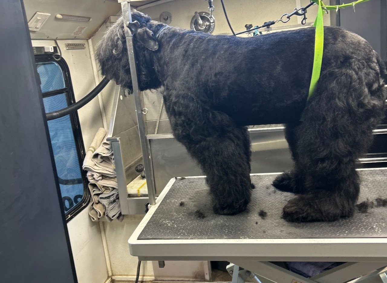 Large dark-coated dog standing on a grooming table secured with a lead