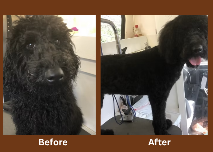Black curly Doodle before and after grooming — long fur to neat trim