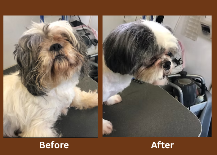 Shih Tzu before and after professional grooming transformation