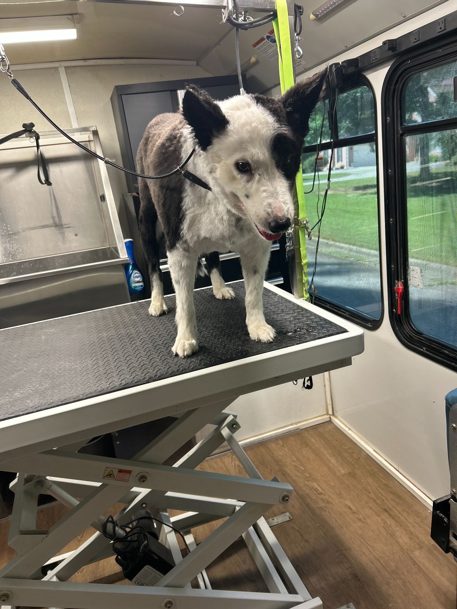 Dog on grooming table inside a mobile grooming van