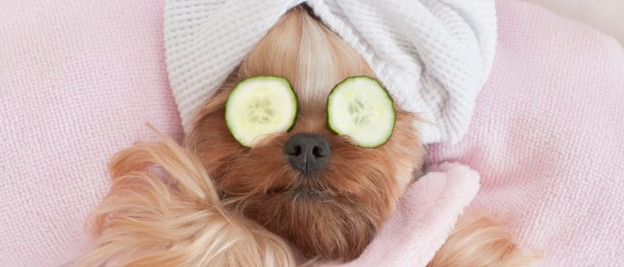 Dog enjoying a spa treatment