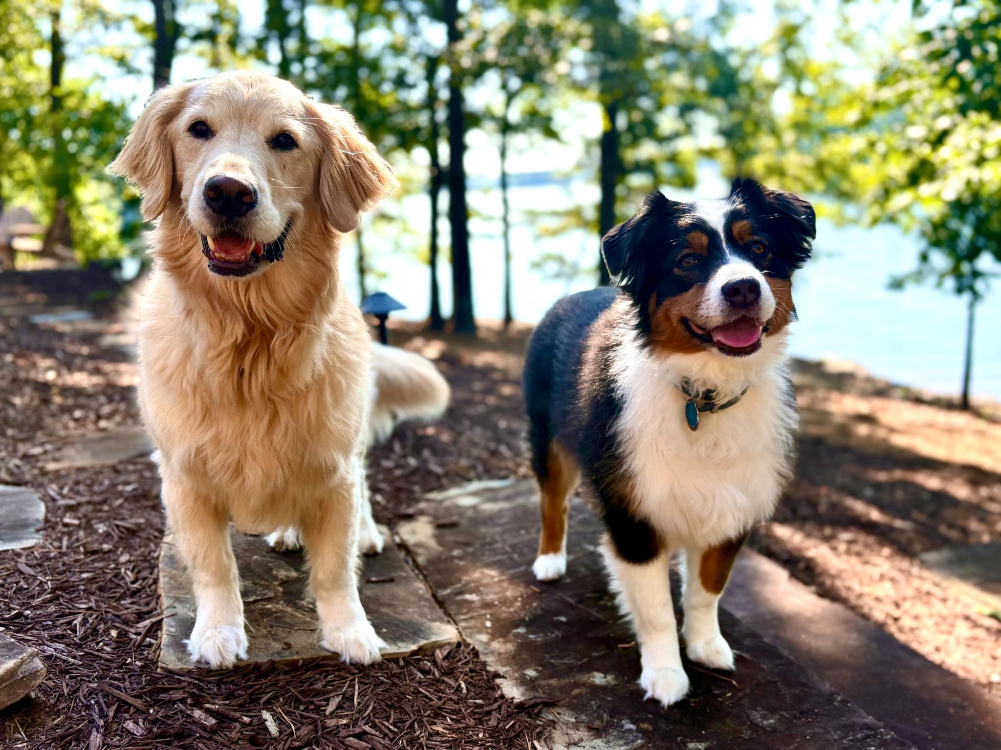 Two happy dogs on a forest path