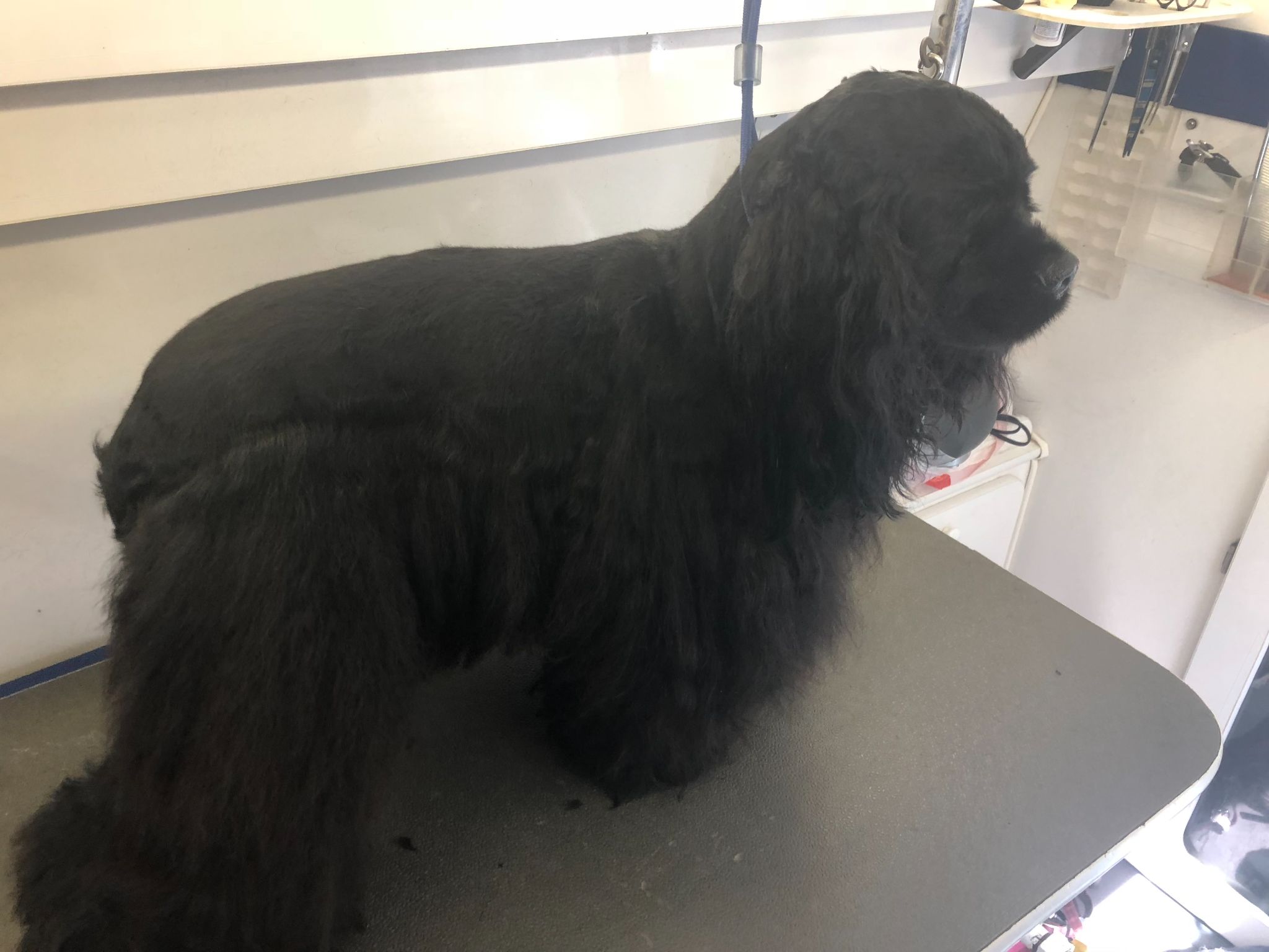 Black long-haired dog standing on a table wearing a white collar