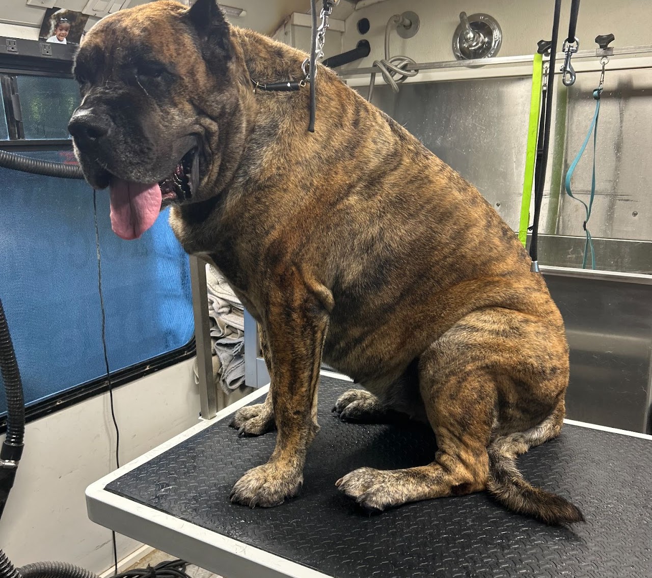 Large brindle dog sitting calmly on a grooming table in a professional facility