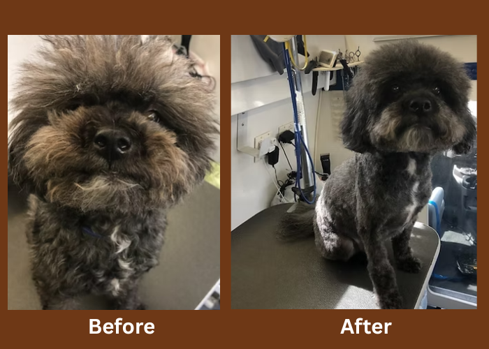 Small dark Shih Tzu before and after grooming transformation