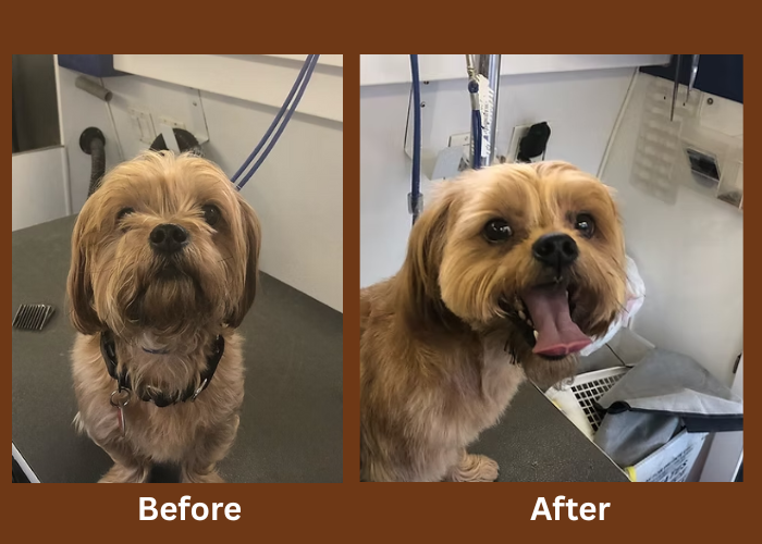Golden tan dog before and after grooming — shaggy to neat and happy